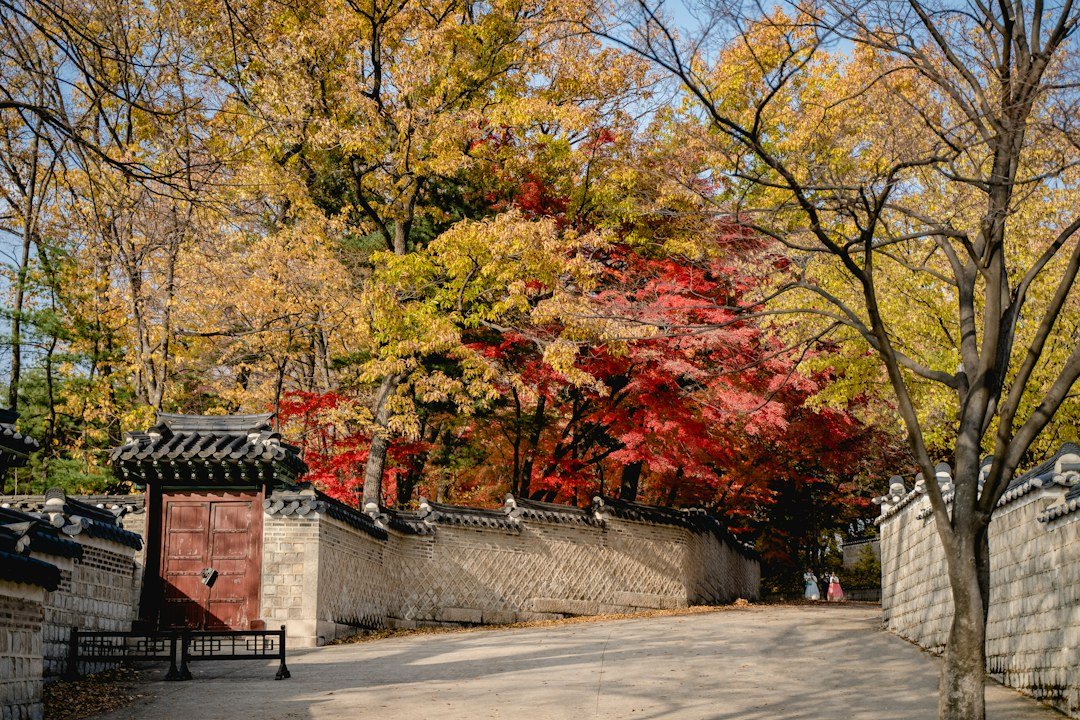 Traditional palace gate beneath autumn foliage in Seoul