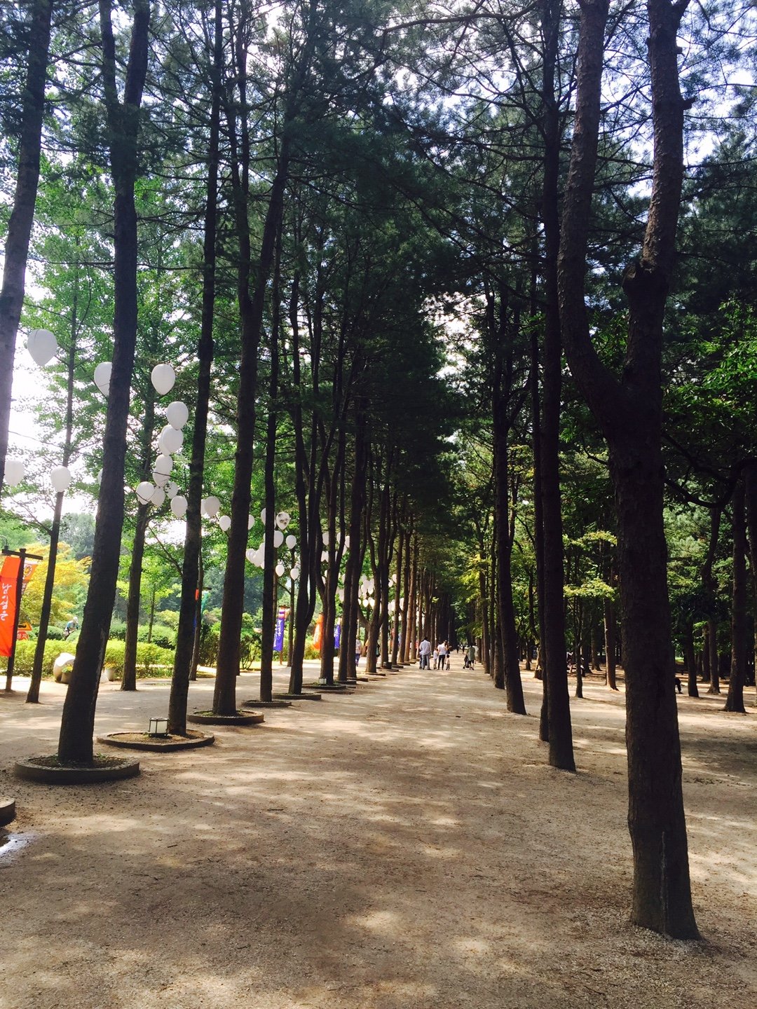 A tree-lined landscape on Nami Island, photographed in 2015
